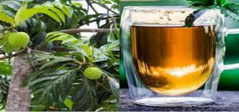 Resep Rebusan Daun Sukun untuk Mengatasi Asam Urat