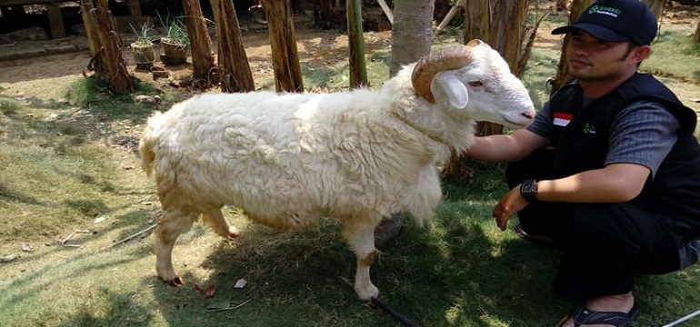Hukum Qurban dan Tata Caranya Bagi Orang yang Sudah Meninggal